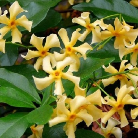 Gelsomino - Star of Toscane/Stella di Toscana (Sempreverde) - Vaso 1,5 litro (Pianta Rampicante - Giallo - Pianta Adulta) - Muri e Recinzioni, Pergola, Balconi e Terrazze | ClematisOnline