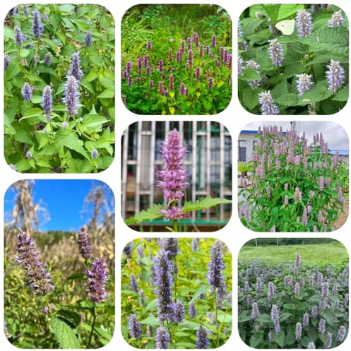 semi resistenti di ortica profumata, interno, giardino da balcone 300pcs