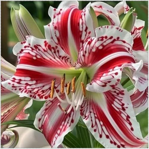 Rizomas de Lirio- Lirios Perennes Resistentes- Cultivo de Lirios Raros- Adecuado Para Plantar en Primavera y Otoño.-6 Rizomas-C