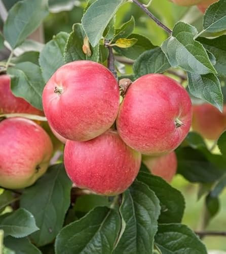 Rubinola, Herbstapfel, Buschbaum (kleinbleibend), 120-140cm, im Topf