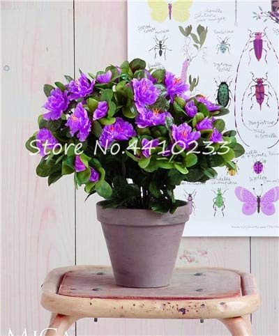 100 piezas SEMI Rododendro Azalea Fiori para Viola 1