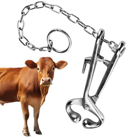 Pinze a becco tondo, in acciaio inossidabile, pinza universale per giardinaggio e uso domestico