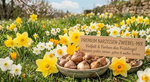 Narzissen Blumenzwiebeln Winterhart Mix, Mehrjährige Zwiebeln aus Holland, für Garten, Balkon, Beete und Töpfe (100, Narzissen Mischung)