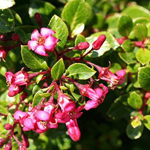 Andenstrauch 'Red Dream' - Escallonia 'Red Dream' - 20-25 cm Topf - Rote Blüten, attraktiv für Schmetterlinge