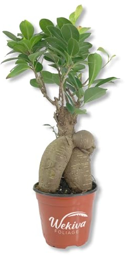 Ginseng Ficus Tree - Live Plant in a 4 Inch Pot - Ficus Microcarpa - Beautiful Ornamental Bonsai Interior Tree