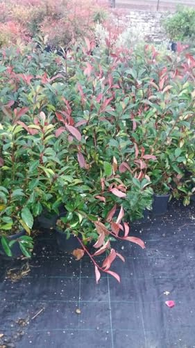N 3 des Plantes Photinia Red Robin Vase 18 CM Hauteur 50 CM Rouge (Photo Réelle)