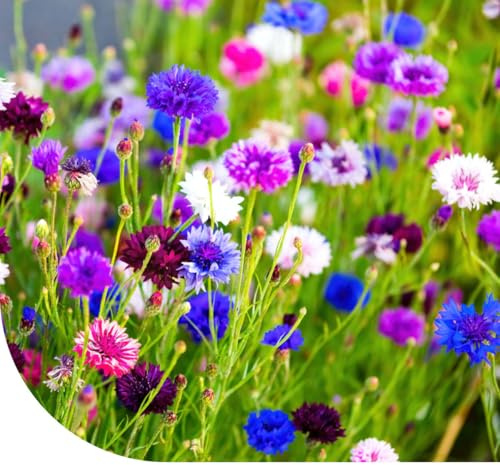 MRS Graines de bleuet ‘Polka dot’ mixte - Centaurea cyanus - 11.000 graines - Croissance compacte : 40 cm - Mélange de rose pâle, violet, bleu et bordeaux