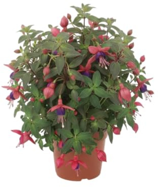 DECOALIVE Fucsia Natural para Patio con Floración Llamativa y Estilo Colgante