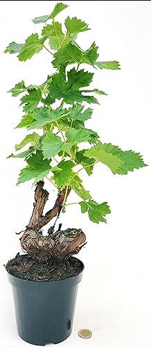 POWERS TO FLOWERS - VITE BONSAI PER BIANCA DA TAVOLA, VARIETA REGINA, ALTEZZA 35/40CM, pianta vera