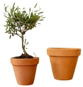 Olivo Natural Pequeño con Maceta de Cerámica Planta Viva Decorativa