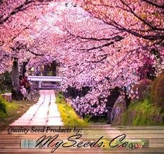 Graines de Sakura japonaises Graines de cerisiers en fleurs paquet de 100 graines