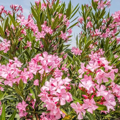 65 piezas semillas de adelfa - trepadoras resistentes, balcón jardín semillas de en resistentes, al invierno para el jardín