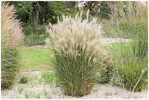 Stauden Gänge 5 x Miscanthus sinensis 'Kleine Fontäne' Chinaschilf | Hohes Ziergras für Sonne, Blüte Juli bis September, mehrjährig, 1 L Topf (11x11 cm)