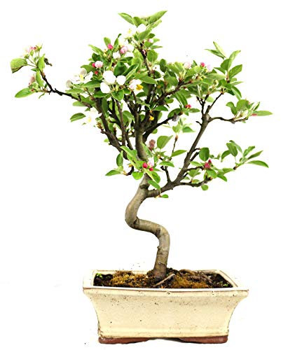 Pommier décoratif, Malus, Bonsaï d’extérieur, 8 ans, hauteur 32 cm