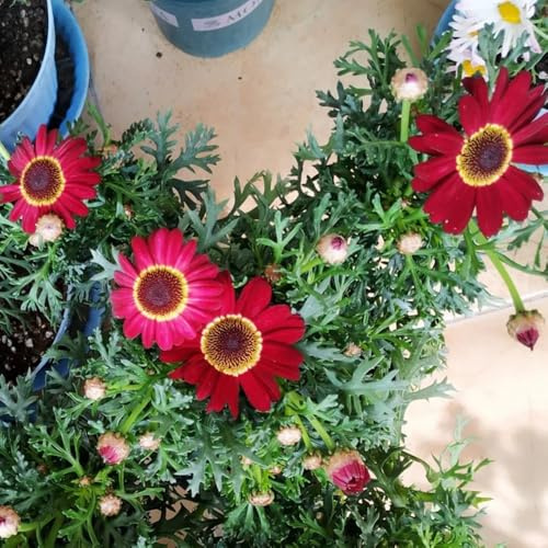 Semi di Argyranthemum frutescens, da giardino roccioso resistenti margherita semi di crisantemo rare esotici 250pcs