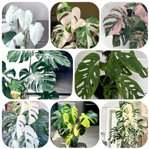 semillas de monstera - perennes exteriores jardín resistentes 120pcs