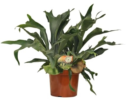 Platycerium bifurcatum - 70-80cm - Ø26cm - Plante d'intérieur - Vert persistant