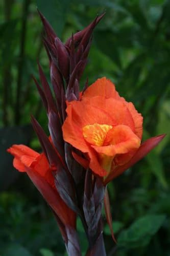 Canna indica bulbi，Piantagione a sorpresa ，Raro Rizoma Di,Perenne resistente， Grande Formato, Perfetta Idea Regalo, Facile Da Pulire，Crescita rapida-1bulbi-b