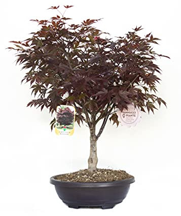 Vannucci Piante - Acer palmatum 'Bloodgood', Acero Bonsai, Pianta vera in vaso, Pianta da appartamento