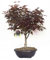 Vannucci Piante - Acer palmatum 'Bloodgood', Acero Bonsai, Pianta vera in vaso, Pianta da appartamento