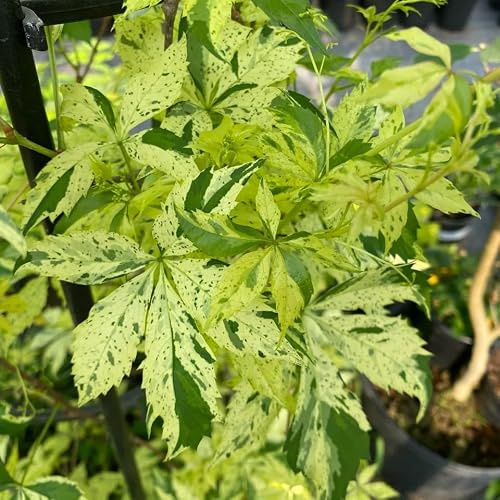 Parthenocissus quinquefolia - resistenti in vaso raro giardino 300semi