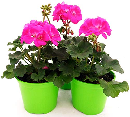 POWERS TO FLOWERS - GERANIO ZONALEHERCULES, PELARGONIUM, 3 PIANTE VASO 14 FUXIA, piante vere