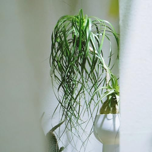 Beaucarnea samen, Beaucarnea recurvata, indoor garten，fensterbank deko indoor plants，blumensamen geschenk grünpflanzen，pflanztöpfe pflanzen samen，schattenpflanzen winterhart 200pcs