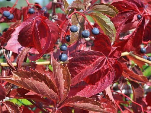 Femflikig amerikansk vinranka – Parthenocissus quinquefolia – över 100 frön – E 114