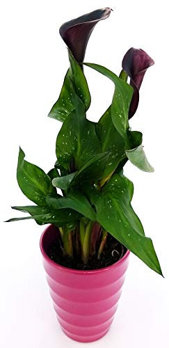 POWERS TO FLOWERS - CALLA NERA IN VASO CERAMICA LILLA, Pianta vera