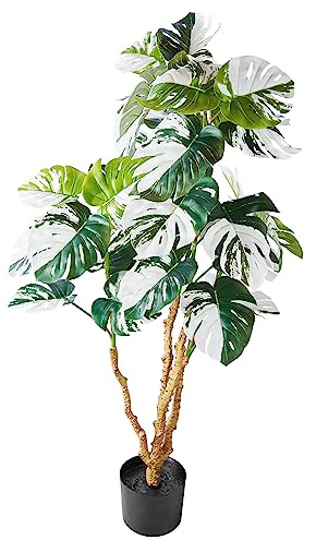 Amare Monstera deliciosa Variegata 110 cm im schwarzen Kunststofftopf 15,5x13cm