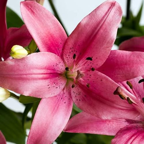 Set 10x Lilienzwiebeln Asiatische Rosa Pink lilie Lilium Zwiebeln Onion Knollen Vivaldi