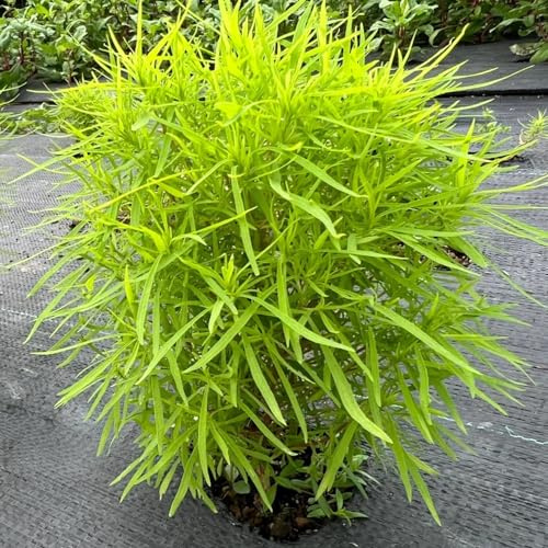 semi di cipresso estivo giardino Giardino roccioso resistenti per il pieno sole recisi balcone arredamento del soggiorno tappezzanti in 30pcs