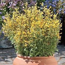 25 ARIZONA SUN Agastache Semi, Hummingbird Menta, rustiche alla Zona 5.