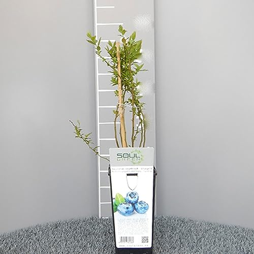 SAVINI VIVAI Planta de arándanos gigante tardía Plantas de bayas Bluegold Árbol de arándanos en maceta 11x11 cm Altura 50 cm