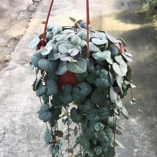 leuchterblume topfpflanzen draußen winterhart büropflanzen balkon deko pflanzendeko dachbegrünung heilkräuter kräuterpflanzen steingartenpflanzen winterhart winterharte kübelpflanzen 250samen