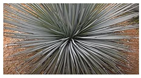 Stk - 10x Agave striata subsp. striata Espadin Agaven Garten Pflanzen - Samen ID738 - Seeds & Plants Shop by Ipsa