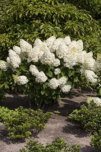 Hydrangea paniculata 'Silver Dollar' - Rispenhortensie, 7,5L Topf, Einjährige Krone, Stammhöhe 80cm, Blütenweiß & Winterhart