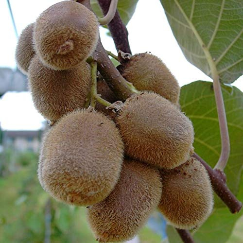 Jenny selbstfruchtbare Kiwi Actinidia chinensis ca. 60-80 cm im 3-5 Liter Topf gewachsen
