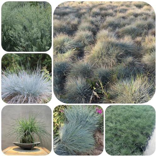 blauschwingel, schattenpflanzen zimmerbonsai festuca glauca gartenpflanzen für draußen outdoor ziergräser topfpflanzen winterharte ziergräser für kübel sichtschutz winterfeste 420samen