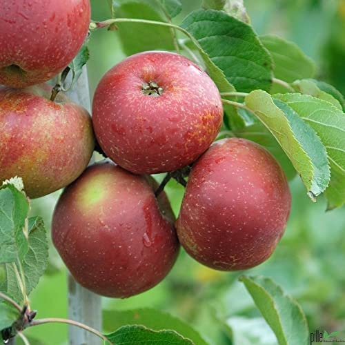 Balkonobst Apfel roter Boskoop Kleinobst Terrassenobst Apfelbaum 80-120 cm Lieferhöhe | endgültige Höhe bis max 300 cm | malus domestica ' roter Boskoop' | Befruchter Cox Orange, Gloster, Goldparmäne