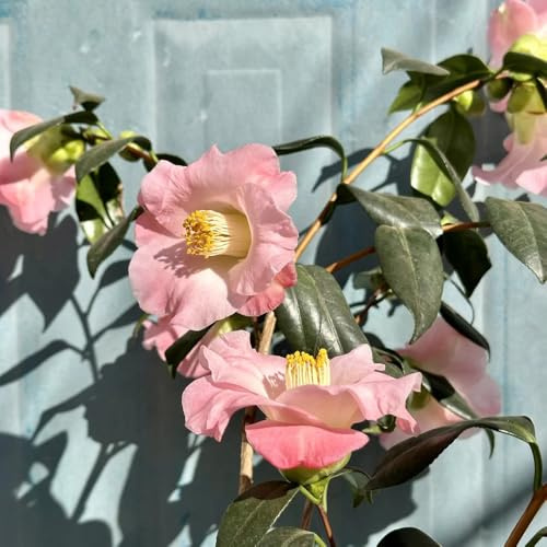 semi di camelia, camelie sempreverde resistente selvatici da balcone semi di come per gli ospiti verdi, decorazione del giardino esterno 200pcs