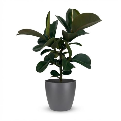 Ficus Elastica Cloe Gummibaum 65 cm Zimmerpflanze Ø19 cm 65 cm