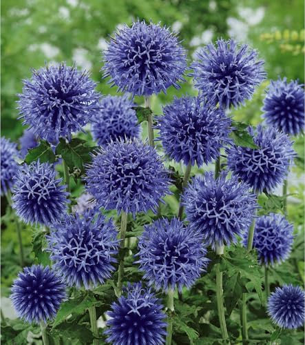 4 x Echinops ritro Globe Thistle Perennial Plug Plants Garden Ready Plugs