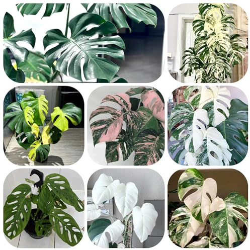 semillas de monstera - perennes resistentes, jardín de balcón Variedades antiguas 120pcs
