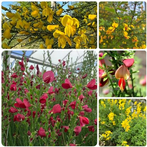 semillas de retama de semillas del jardín ornamentales raros, resistentes al invierno. resistentes orgánicas primavera con, 400pcs