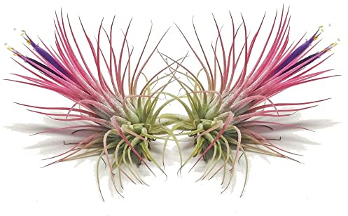 DECOALIVE Tillandsia Ionantha Fuego Set de 2 Plantas del Aire Naturales Color Rojizo