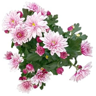 Flor de Margarita Natural en Maceta Planta de Exterior e Interior con Flores Vivas