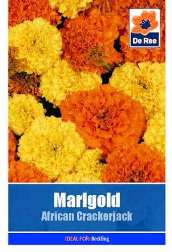 Flower Seeds Marigold African Crackerjack Scatter - 90 Seeds Packet Plant Bedding Borders Containers Pots Grow Your Own Garden Plant Seed