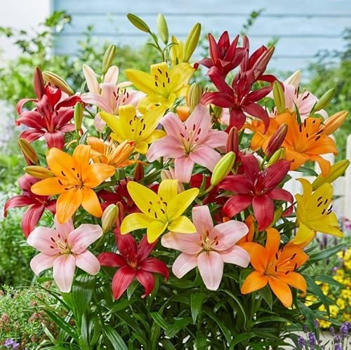 Bulbes de LILIUM (LYS) | Bulbes des meilleurs producteurs néerlandais | Sélection exclusive et contrôle qualité | Floraison garantie. (5 Lys Asiatiques Mélange)