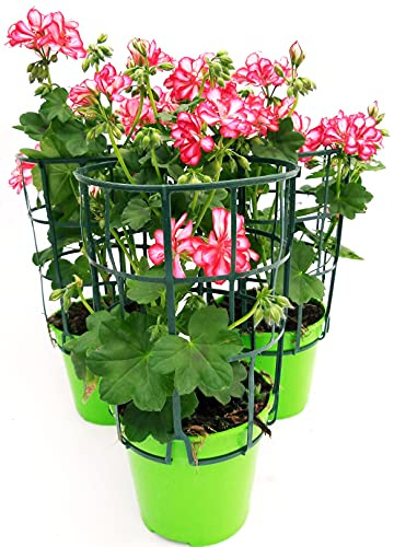 POWERS TO FLOWERS - GERANIO PARIGINO ROULETTE, 3 PIANTE VASO 14, piante vere